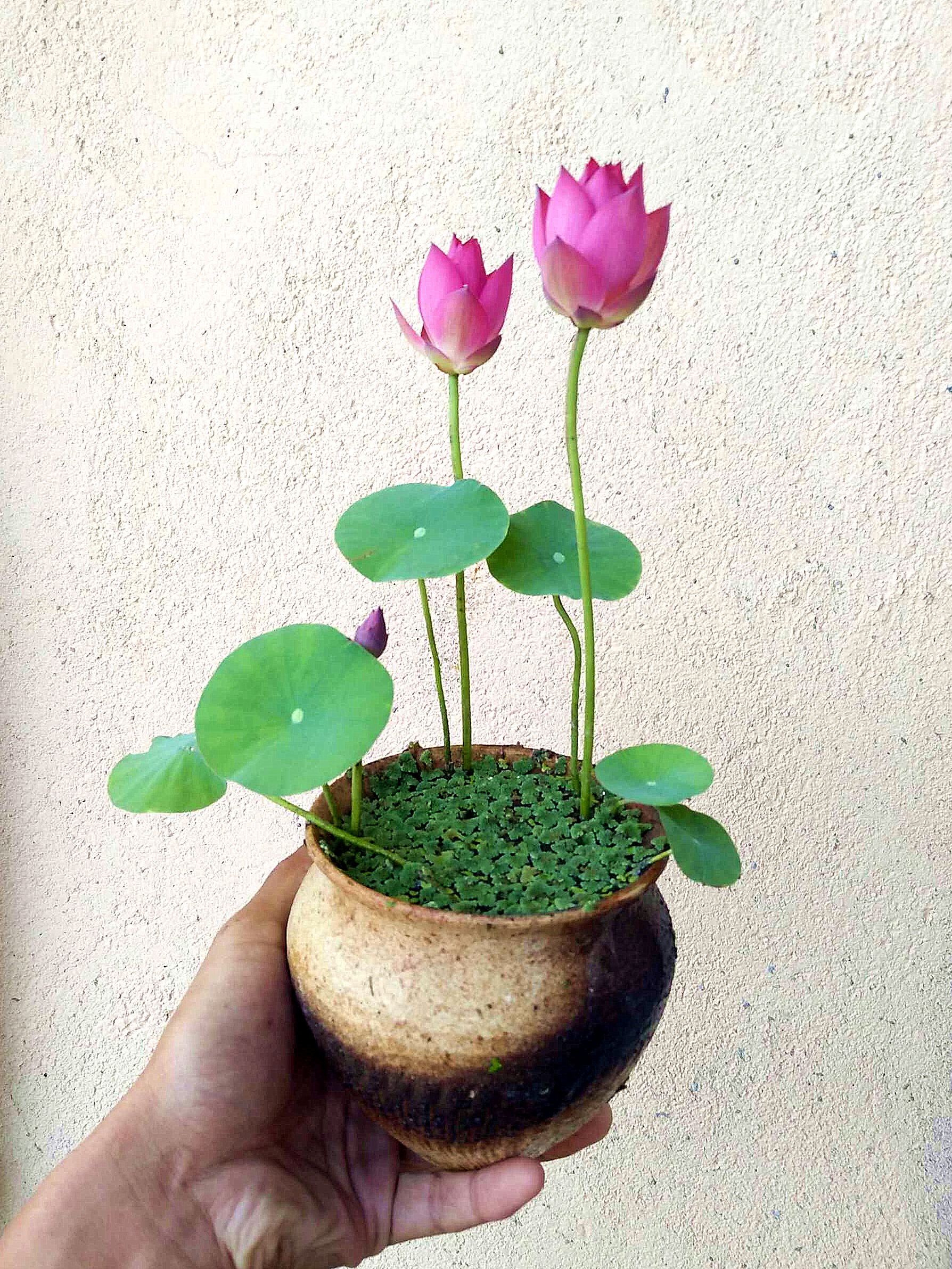 掌中生莲花 不负养廉功