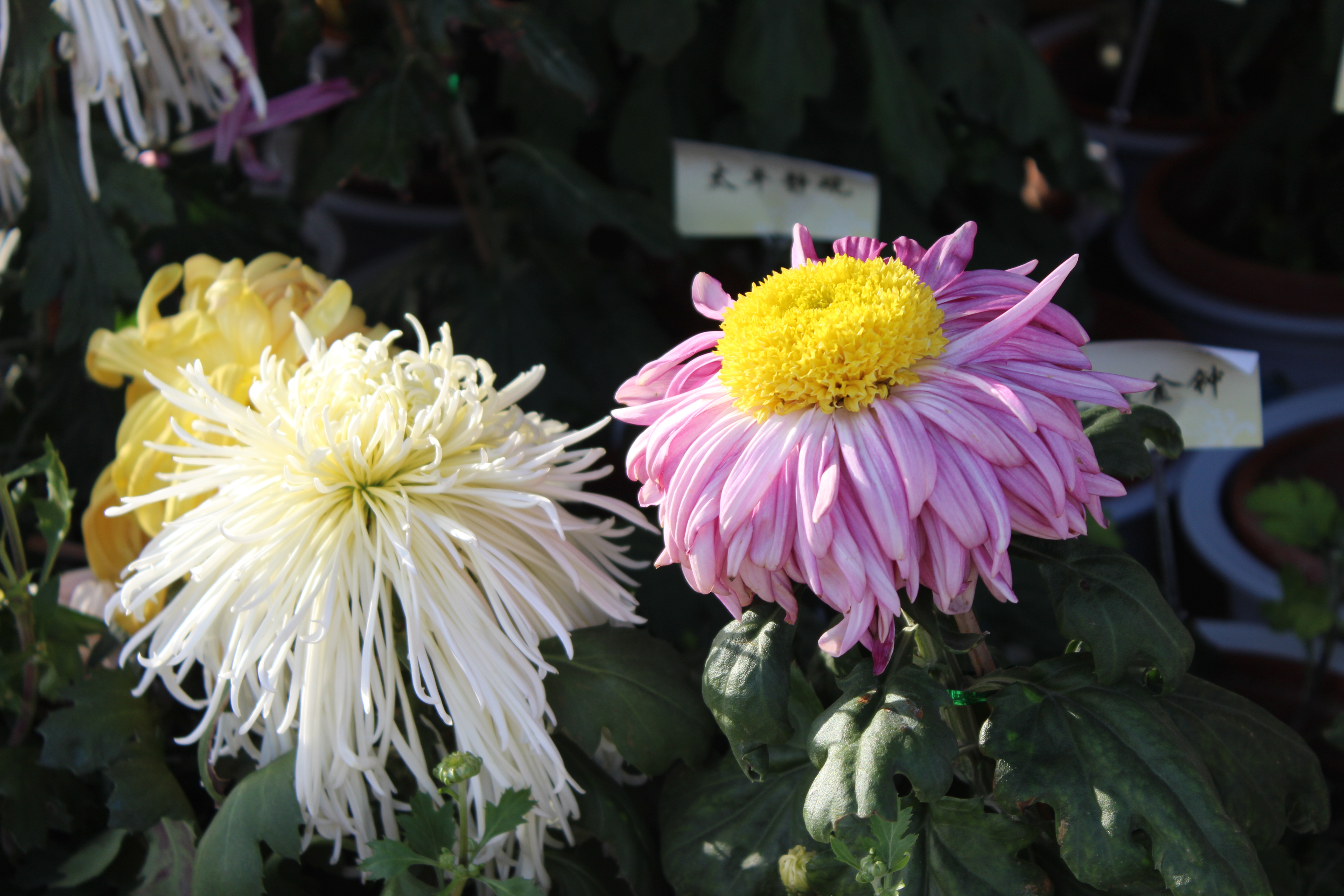 万木萧疏,群芳凋谢,菊花不惧凌霜,傲然开放,高贵,隐逸,刚直,谦虚,人